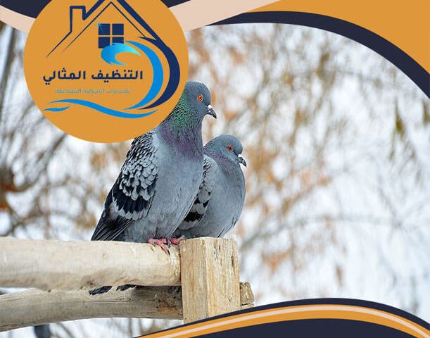 شركة مكافحة الحمام بالجبيل