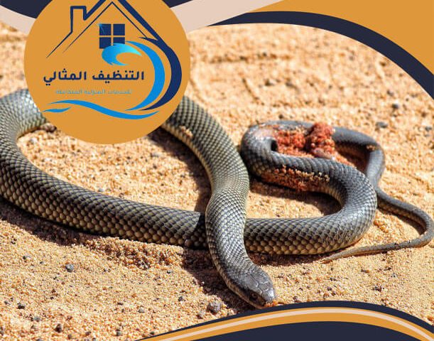 شركة مكافحة الثعابين بالجبيل