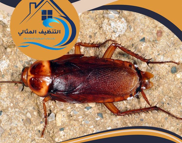 شركة مكافحة الصراصير بالجبيل
