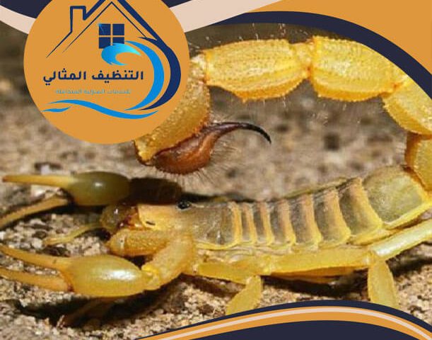 شركة مكافحة العقارب بالدمام