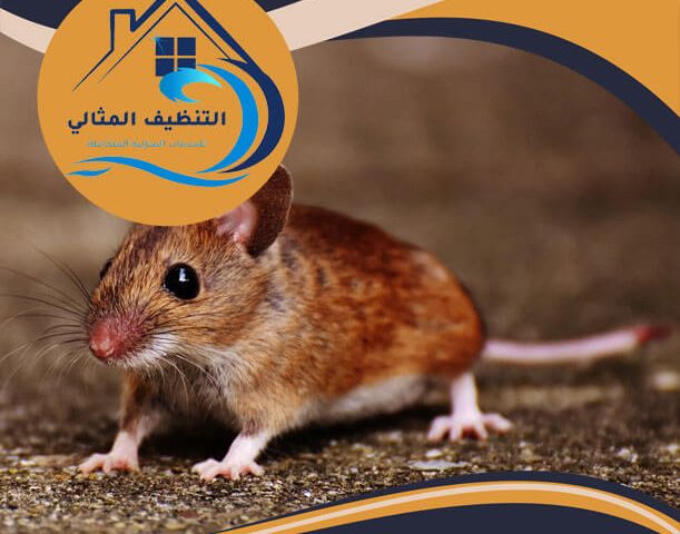 شركة مكافحة الفئران بالجبيل