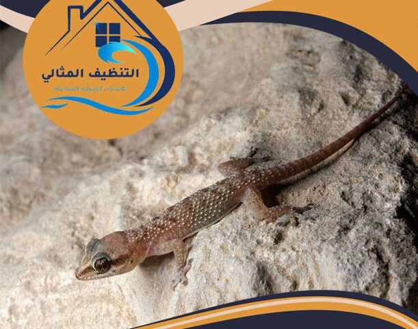شركة مكافحة الوزغ بالجبيل