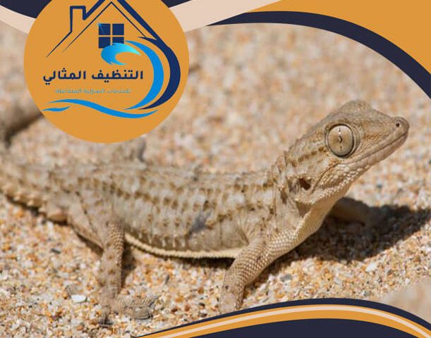 شركة مكافحة الوزغ بالدمام