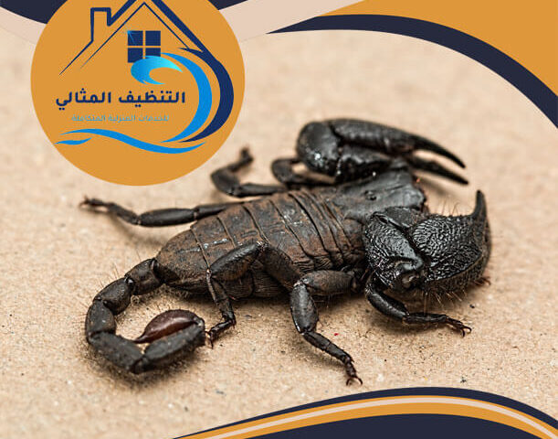 افضل مبيد حشري للعقارب