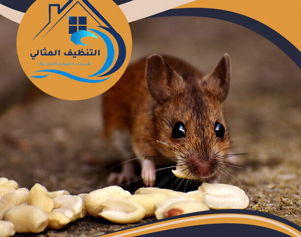كيفية التخلص من الفئران في مواسير الصرف