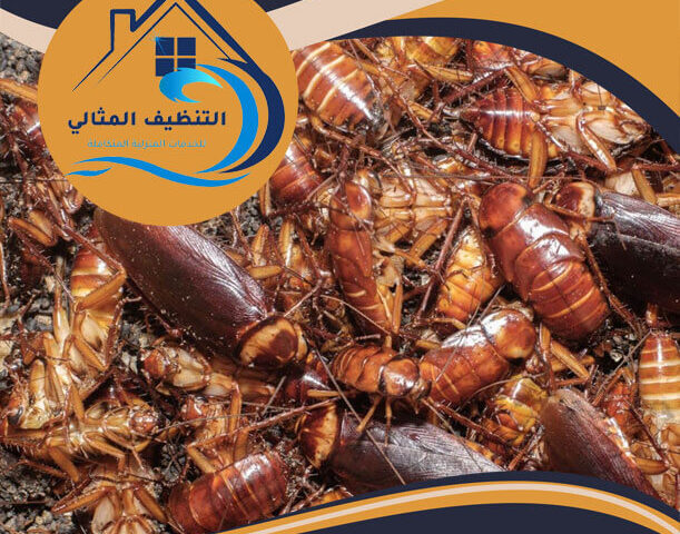 اقوى مبيد للصراصير من الصيدلية