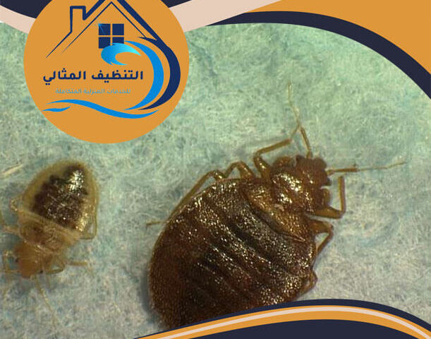 شركة مكافحة العتة بالدمام