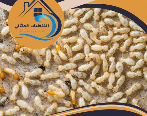 شركة مكافحة النمل الابيض بالجبيل