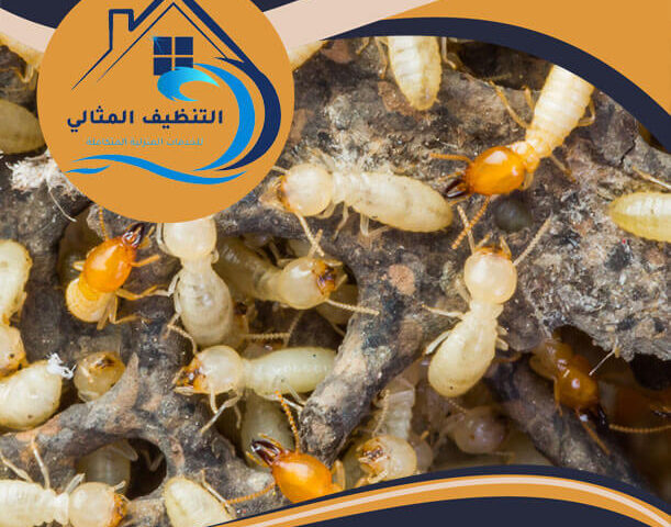 شركة مكافحة النمل الابيض بالدمام