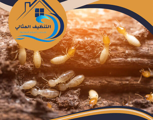 شركة مكافحة النمل الابيض بالقطيف