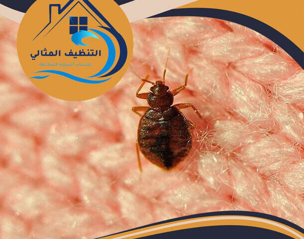 شركة مكافحة بق الفراش بالجبيل